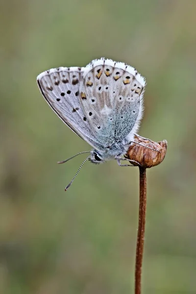 Fièvre Catarrhale Mouton Polyommatus Coridon — Photo