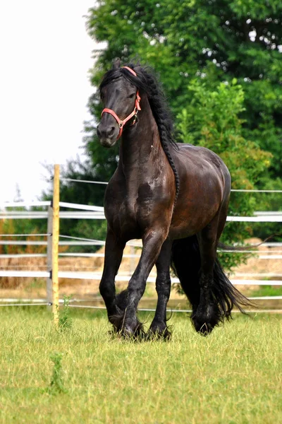 Fiero Cavallo Galoppo — Foto Stock