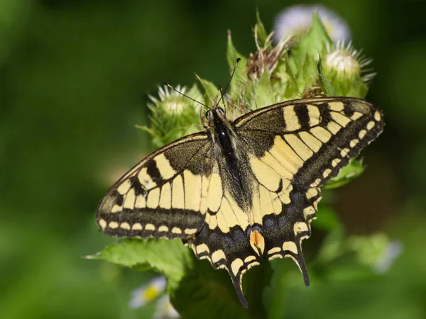 Zwaluwstaart Vlinder Mooi Insect — Stockfoto