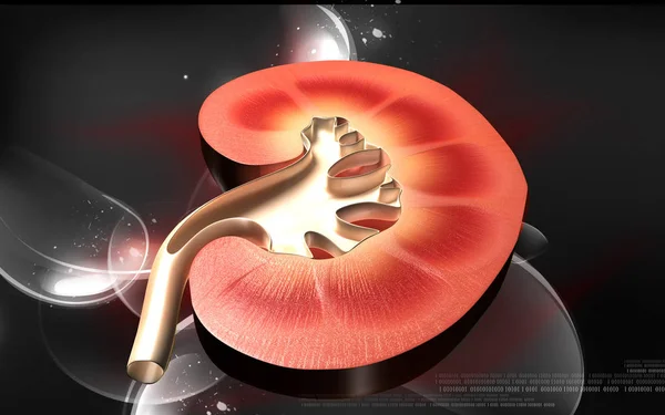 Digital Illustration Kidney Colour Background — Stock Photo, Image