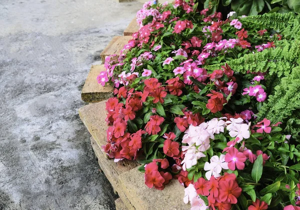 Coloridas Flores Que Crecen Aire Libre — Foto de Stock