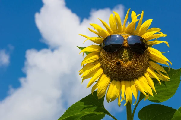 Соняшник Сонцезахисними Окулярами Мелкою — стокове фото