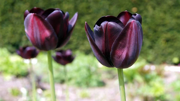 Colorful Tulips Flowers Filed — Stock Photo, Image