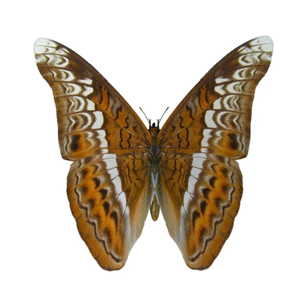 Digitales Rendering Eines Admiral Schmetterlings Auf Weißem Hintergrund — Stockfoto