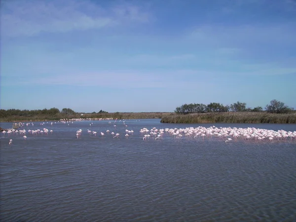 Festői Kilátás Fenséges Flamingók Természetben — Stock Fotó