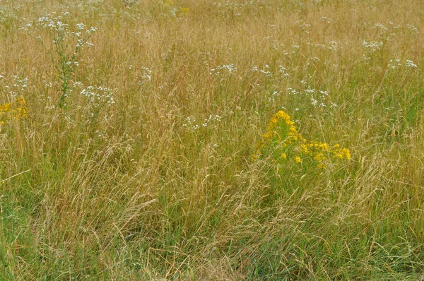Grünes Gras Auf Wiese Oder Rasen Als Hintergrund Nützlich — Stockfoto