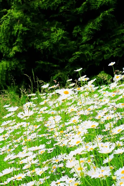 Stokrotki Złożone Kwiaty Letnia Flora — Zdjęcie stockowe