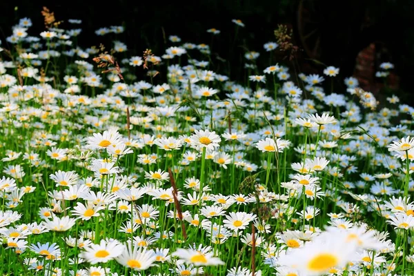 デイジーが花や夏の植物を — ストック写真