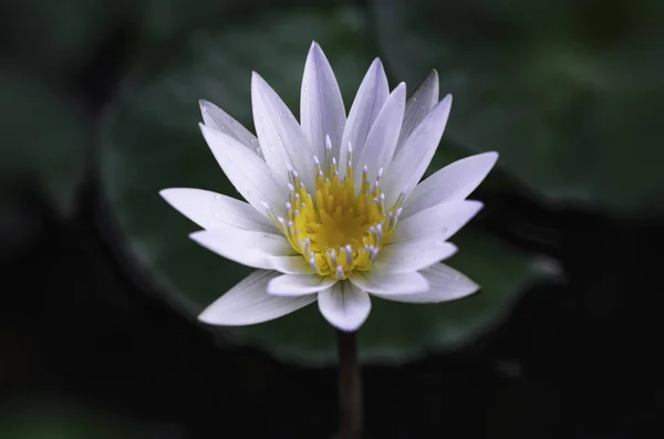 Weißer Lotus Und Grüne Blätter Teich — Stockfoto