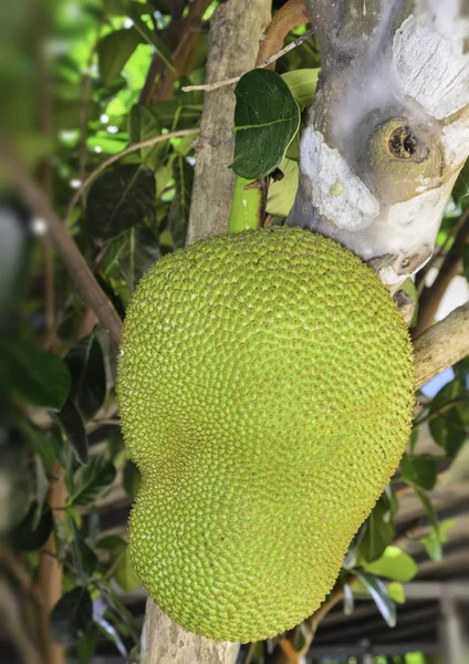 Jack Frutta Sull Albero Nel Giardino — Foto Stock