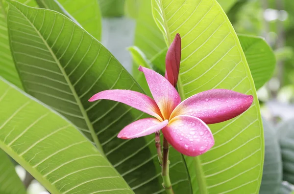 春の夏の植物緑の葉 — ストック写真