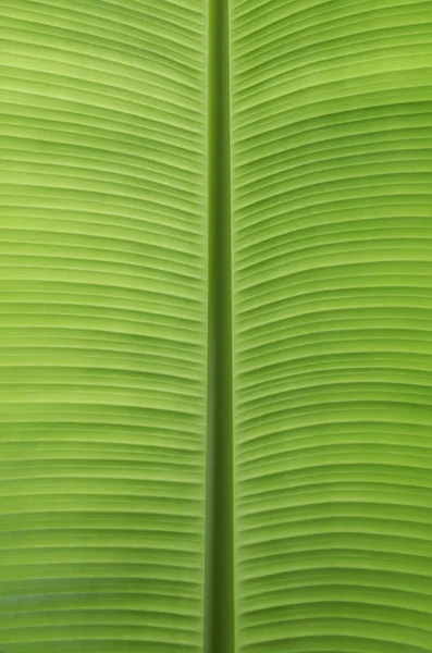 Green Banana Leaves Use Background — Stock Photo, Image