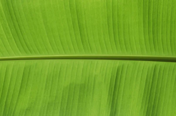 Використання Зеленого Листя Банана Тла — стокове фото