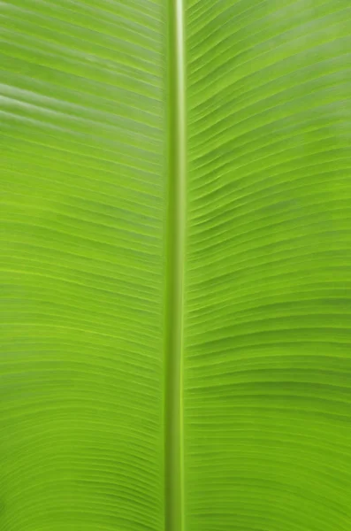 Grüne Bananenblätter Als Hintergrund — Stockfoto