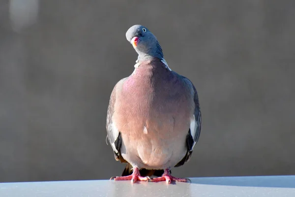 Malerischer Vogelschuss Der Outdoor Szene — Stockfoto