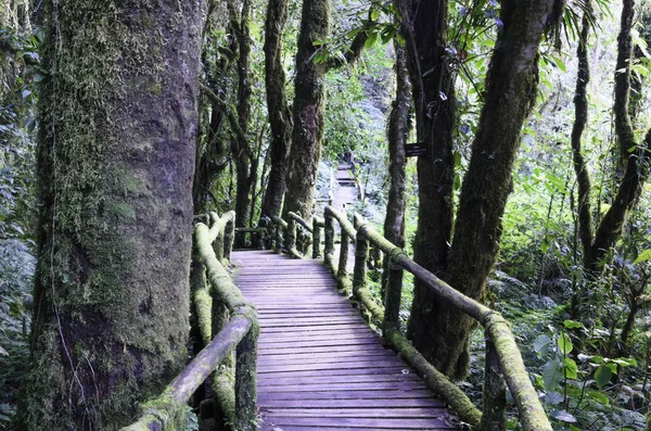 Puente Madera Para Que Gente Camine Hacia Bosque — Foto de Stock