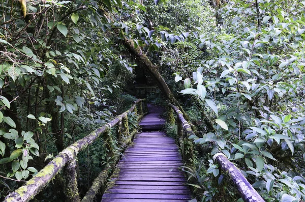 Puente Madera Para Que Gente Camine Hacia Bosque — Foto de Stock