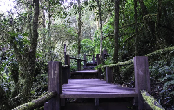 Puente Madera Para Que Gente Camine Hacia Bosque — Foto de Stock