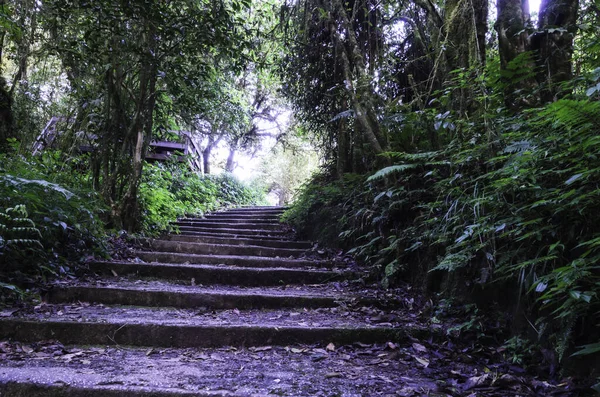 Escadaria Para Pessoas Entrarem Floresta — Fotografia de Stock