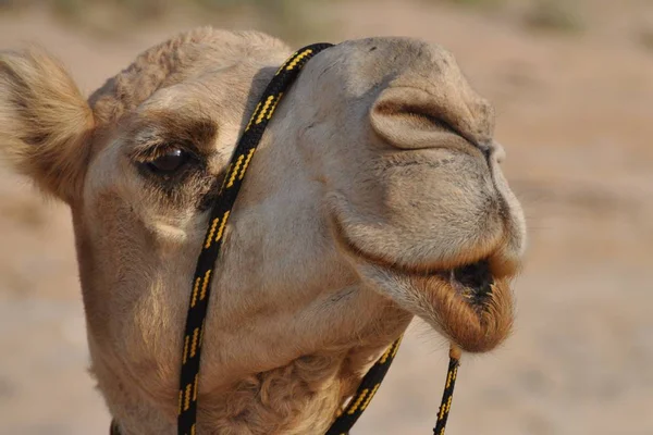 Camel Desert — Stock Photo, Image