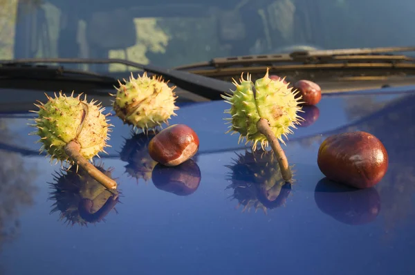 Kapotte Kastanjedoppen Met Kastanjes Een Blauwe Mororhaube Een Auto — Stockfoto