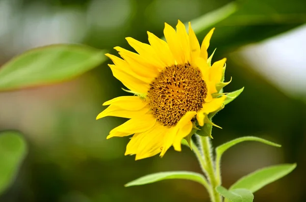 Tournesols Vue Rapprochée — Photo