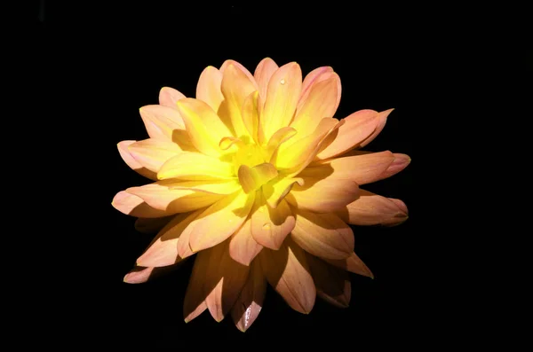 Złote Kwiaty Sadzone Ogrodzie Botanicznym — Zdjęcie stockowe