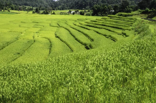 Los Agricultores Utilizan Campos Arroz Para Cultivo Arroz —  Fotos de Stock