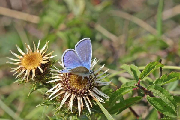 Bleu Commun Polyommatus Icarus Sur Chardon Doré — Photo