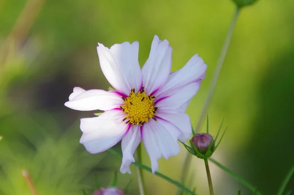 Färgglada Blommor Växer Utomhus — Stockfoto