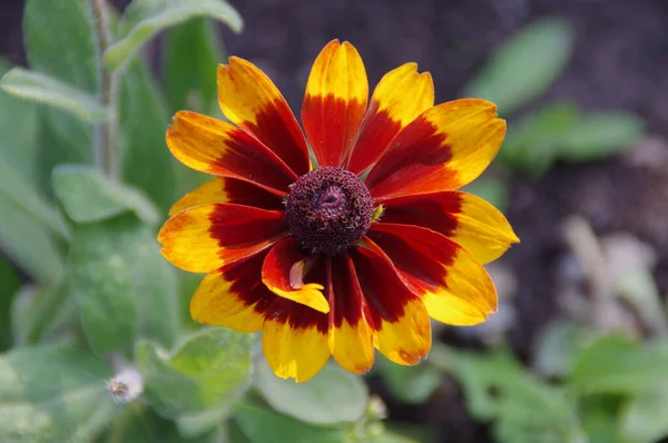 Fiori Colorati Che Crescono All Aperto — Foto Stock