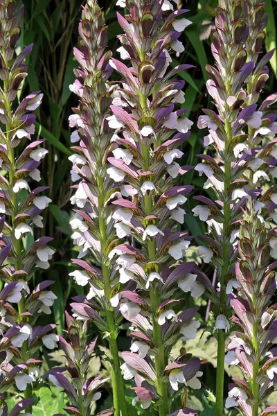 Verdadeira Erva Daninha Acanthus Mollis — Fotografia de Stock