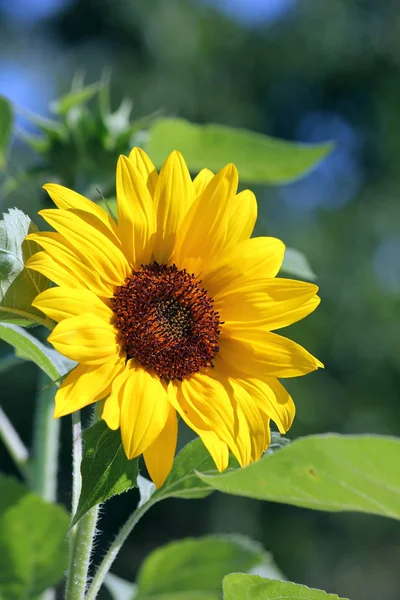 Tournesols Vue Rapprochée — Photo