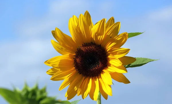 Tournesols Vue Rapprochée — Photo