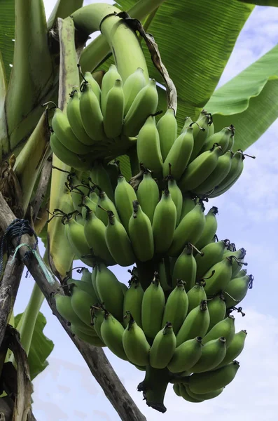 Banda Zelených Banánů Zahradě — Stock fotografie