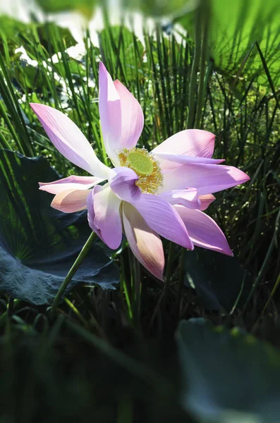 花园里池塘里的紫色荷花 — 图库照片