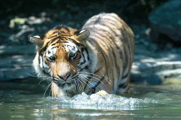 Tygrys Koci Drapieżnik Zwierzę — Zdjęcie stockowe