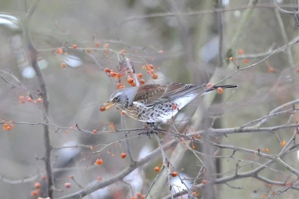 自然界の野鳥や動物は — ストック写真