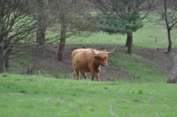 Ganado Escocés Las Tierras Altas Pastos —  Fotos de Stock