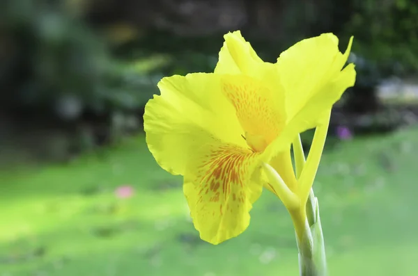 Flor Canna Amarelo Jardim — Fotografia de Stock