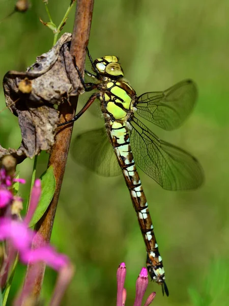 Libellen Insecten Flora Fauna — Stockfoto