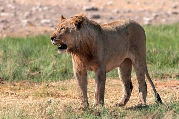 Mladý Lev Africká Etosha Namibie — Stock fotografie