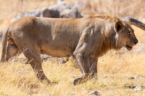 Junger Löwe Africa Etosha Namibia — Stockfoto