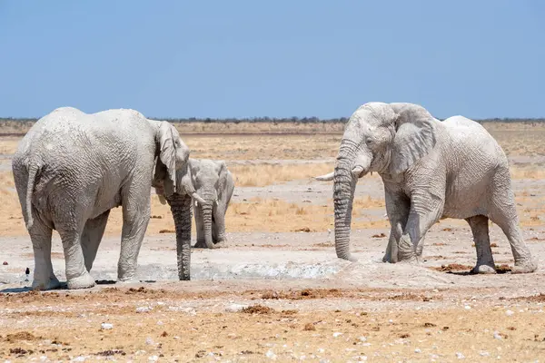 Elefantes Hoyo Agua Etosha Namibia — Foto de Stock