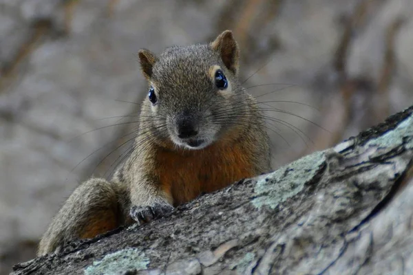 Squirrel Animal Rodent Mammal — Stock Photo, Image