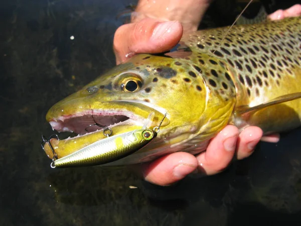 Gros Plan Jeune Homme Tenant Poisson Dans Étang — Photo