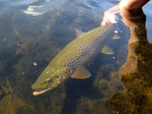 Giovane Che Tiene Pesce Nel Lago — Foto Stock