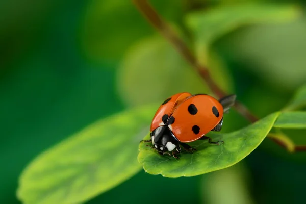 Vista Cerca Lindo Insecto Mariquita — Foto de Stock