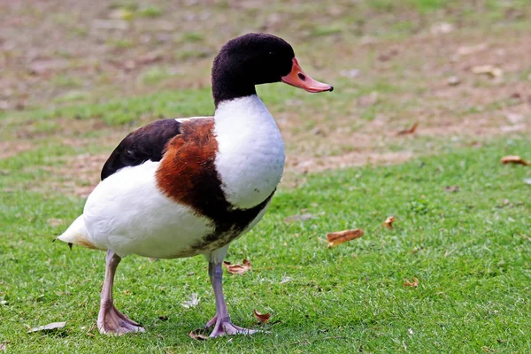 Vue Panoramique Canard Rivage Magnifique Nature — Photo