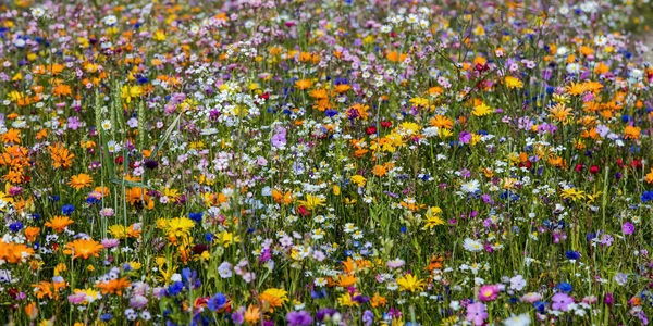 Летние Луговые Цветы Флора Природа — стоковое фото